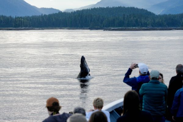 Passengers aboard a vessel lean over the railing to watch and photograph a humpback whale spy-hopping — raising its head vertically out of the calm water — with misty, forested mountains and a grey sky visible in the background.