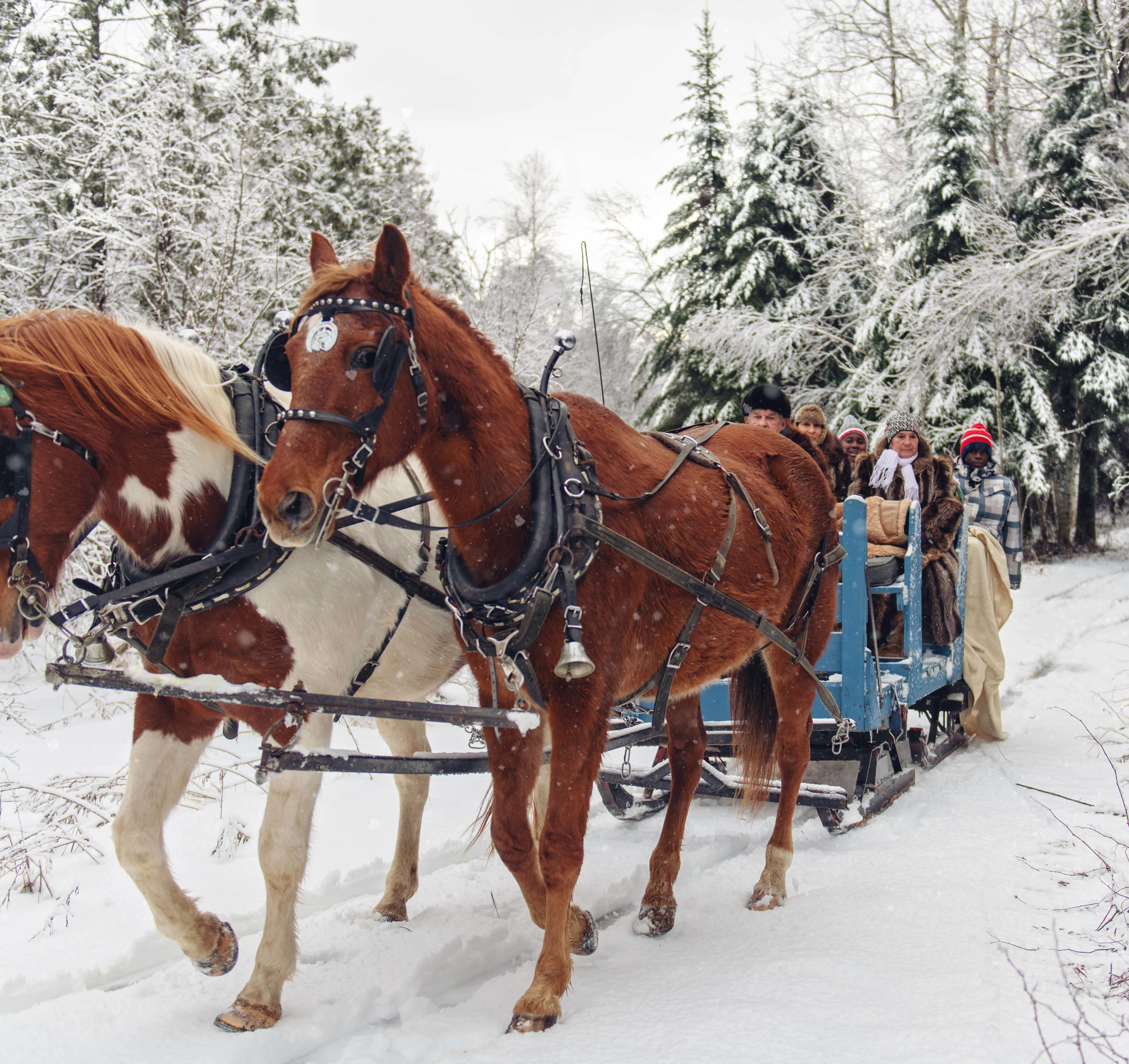 Group snow sleigh ride, Canada