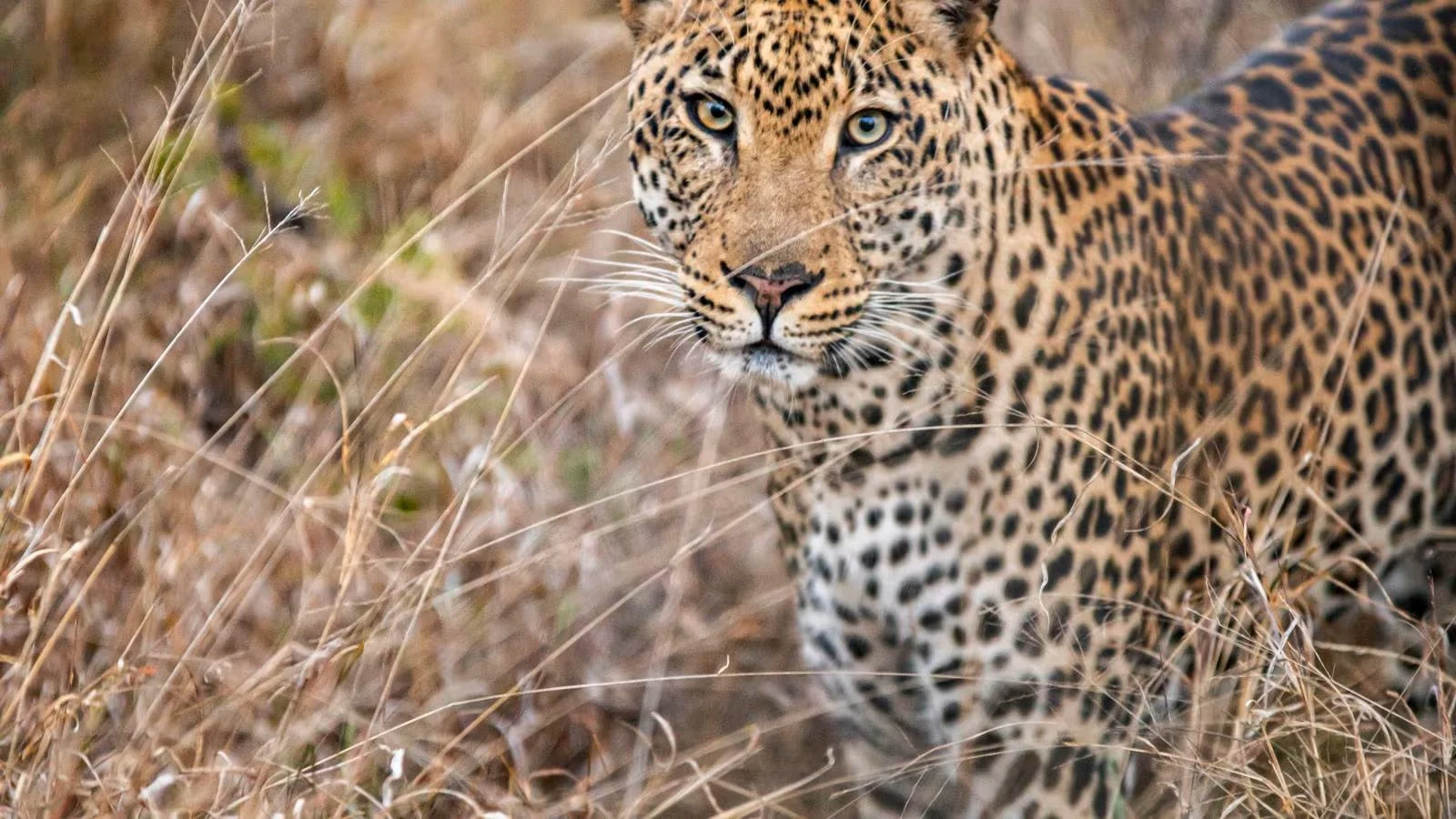 G Adventures | Wildlife Walks & National Parks