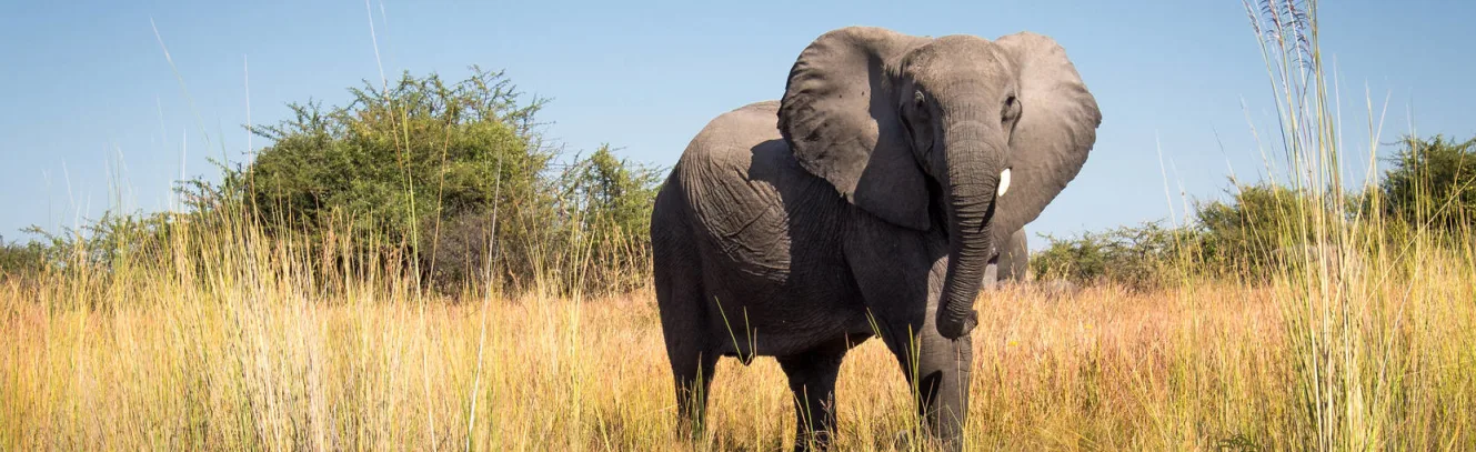 City & Safari: South Africa Two Ways luxury travel