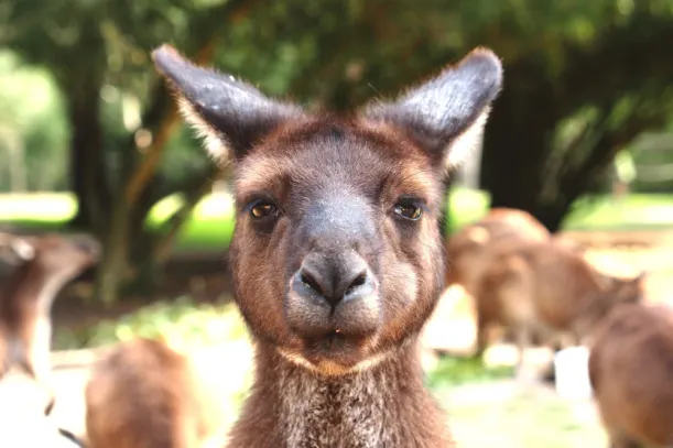 Australia & Italy Considered Most Popular Dream Destinations luxury travel