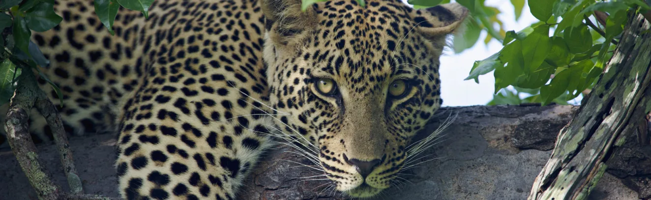 Get Wild in Sabi Sabi South Africa luxury travel