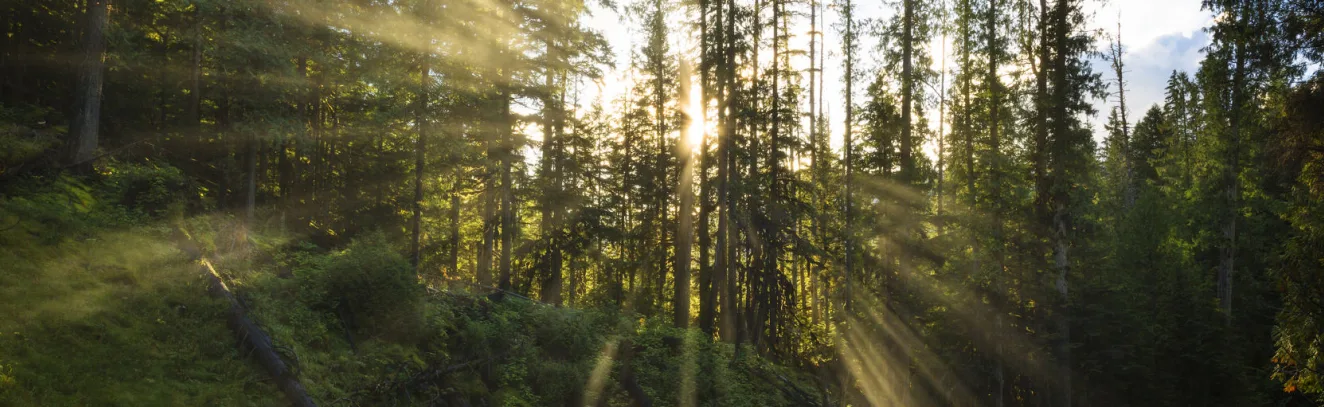 Lake Monsters and Bigfoot: BC Urban Legends luxury travel