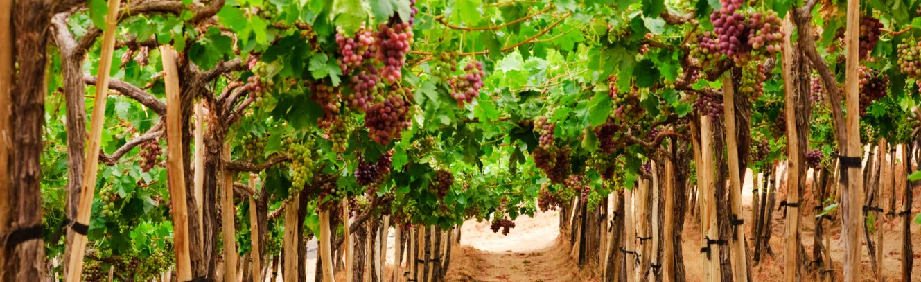 Vineyards & Valleys: Exploring the Wine Regions of Chile luxury travel