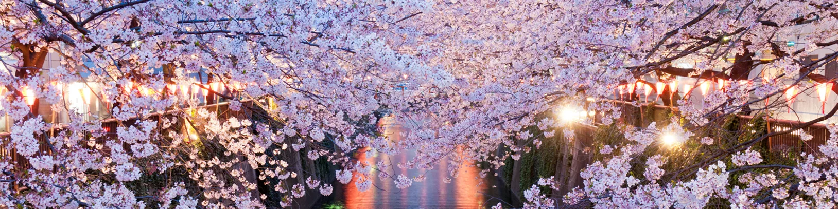 Cruise with Princess during Japan's cherry blossom season luxury travel