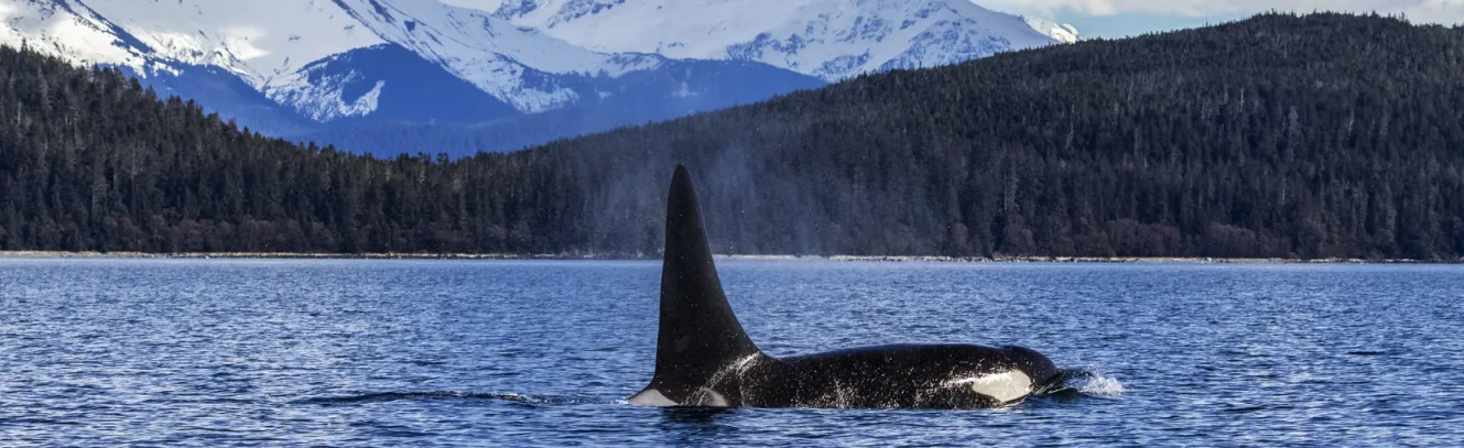 What to Expect When Cruising The Inside Passage luxury travel