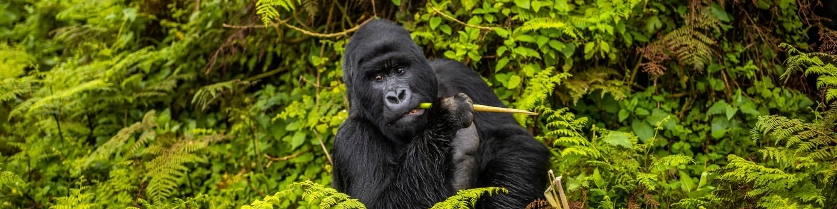 Advisor Experience: Gorilla Trekking in Rwanda with Singita luxury travel