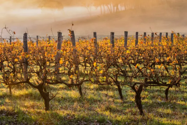 Margaret River Wine Route: Top 8 Stops luxury travel
