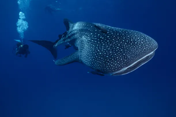 Sea Of Cortez: The World's Aquarium luxury travel