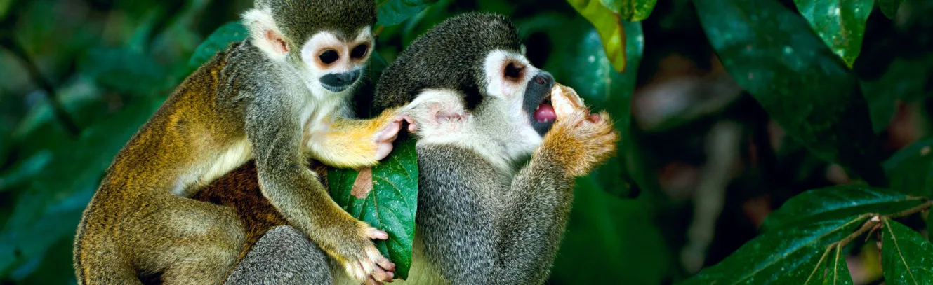 How To Get Up Close With South American Wildlife luxury travel