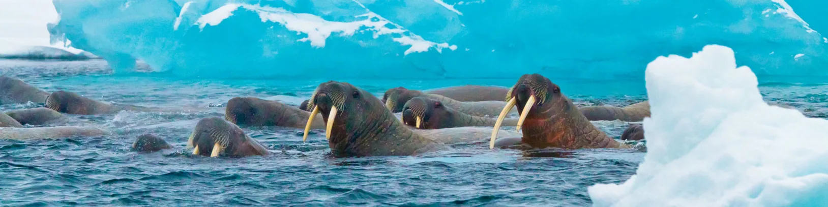 Ultimate Expedition Cruising: the National Geographic Endurance luxury travel