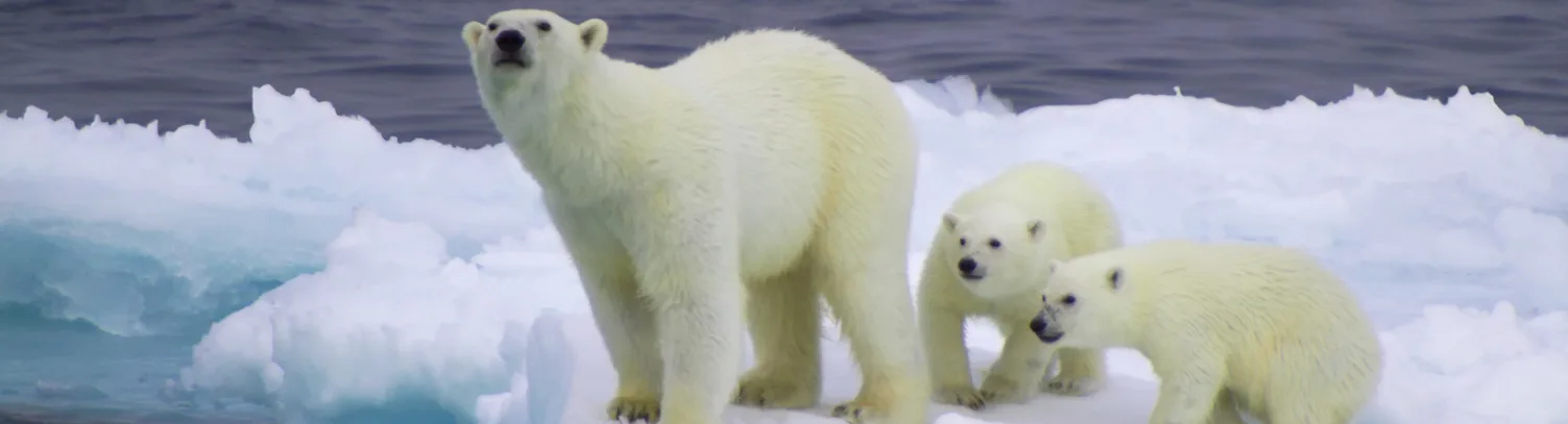 Expedition to Polar Paradise luxury travel