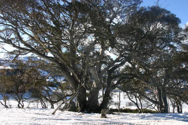 48 Hours In Australia's Snowy Mountains luxury travel