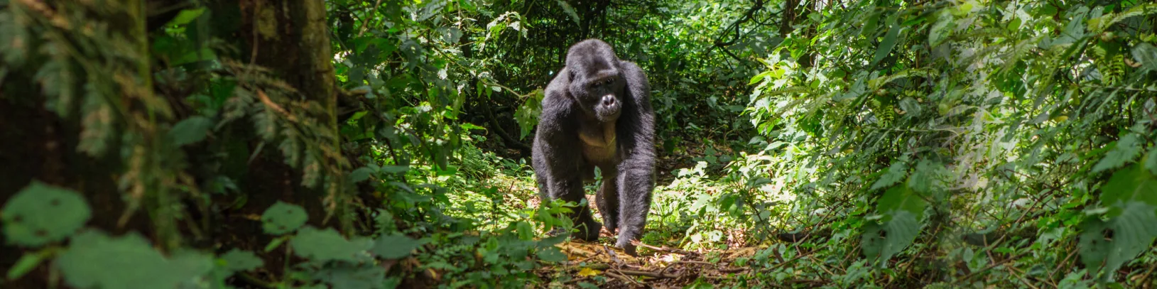 Active, Adventure & Wildlife Travel luxury travel