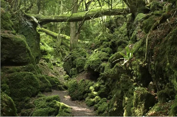 Ancient British Woodlands Poised For Fame After Star Wars luxury travel