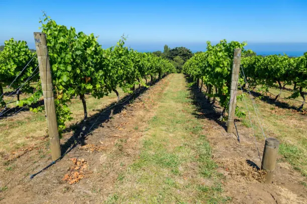 Cycling In Australia: Mountain Biking The Mornington Peninsula luxury travel