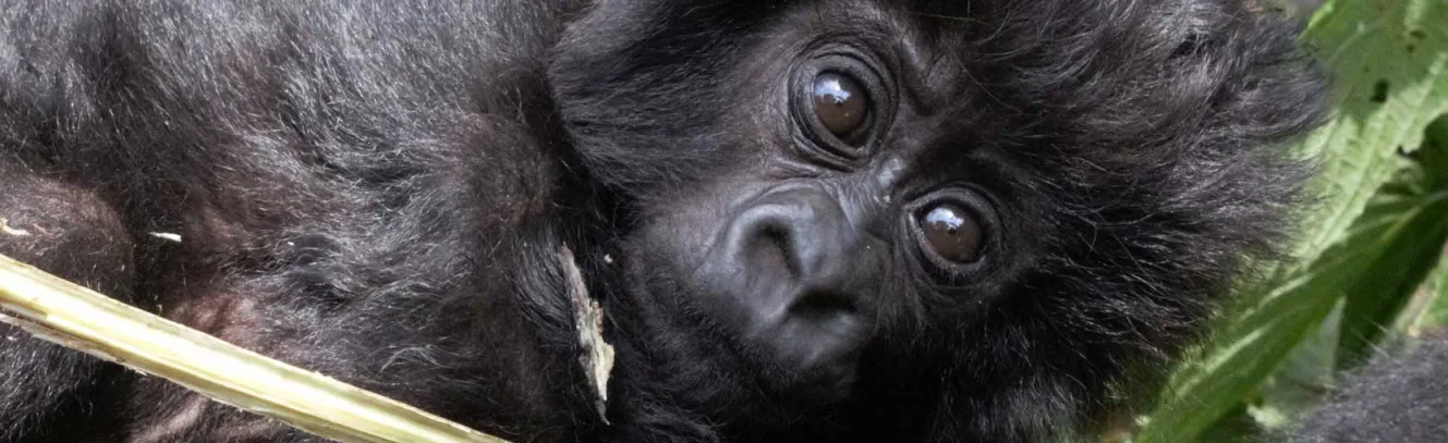 Rwanda's Kwita Izina - Naming of a Baby Gorilla Ceremony luxury travel