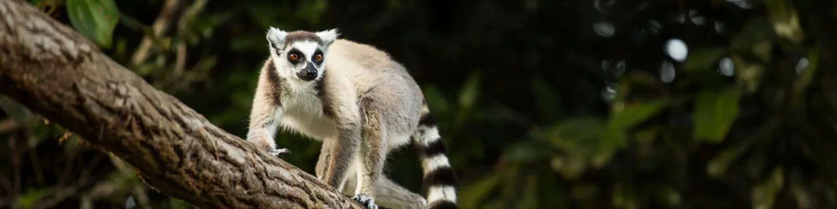 Discover the Delights of Madagascar luxury travel