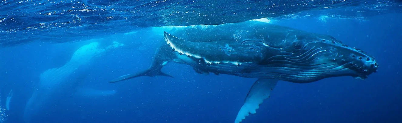 Swimming with Tonga's Humpback Whales luxury travel