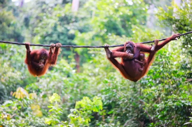 Have a ball on Borneo luxury travel