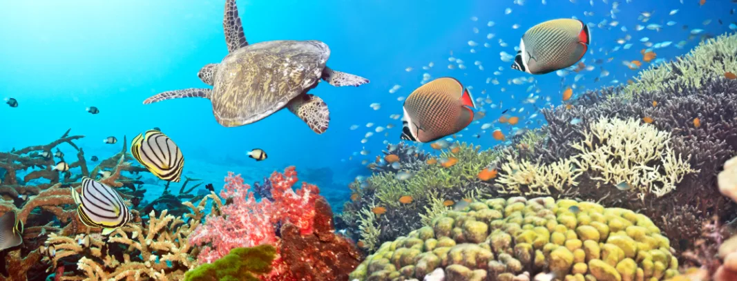 4 things you didn't know about the Maldives luxury travel