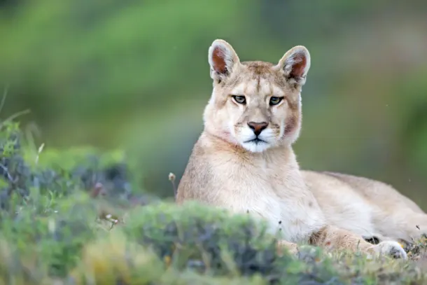 On The Prowl In Patagonia luxury travel