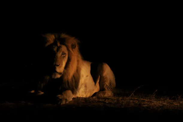 Quiet Reflection On A South African Safari luxury travel