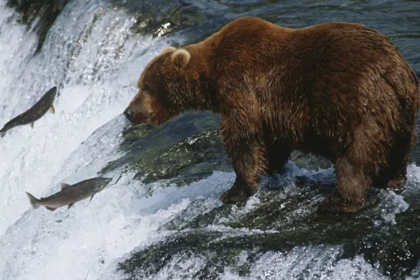 Meet The Grizzly Bears Of Yukon, Canada luxury travel