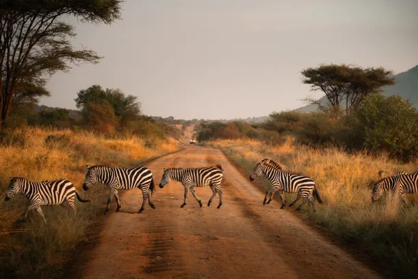 Zebras Crossing on Safari, Tanzania
