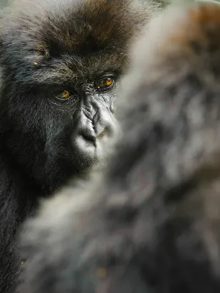 Mountain Gorillas spotted on a luxury travel gorilla trek in Rwanda.