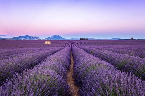 A lavendar field in Provence, France