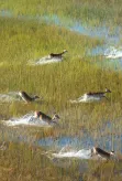Antelopes in the Okavango Delta, Botswana.