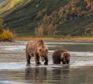 Bears at Lake Clark National Park, luxury travel holiday, Alaska
