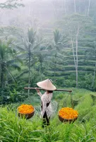 Rice fields in Ubud, luxury travel holiday, Bali, Indonesia 