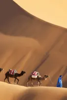 Camels in the Sahara Desert, luxury travel holiday to Morocco