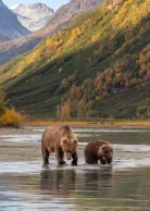 Bears at Lake Clark National Park, luxury travel holiday, Alaska
