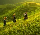 Rice fields in Vietnam