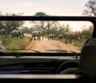 Luxury Travel Safari South Africa 
