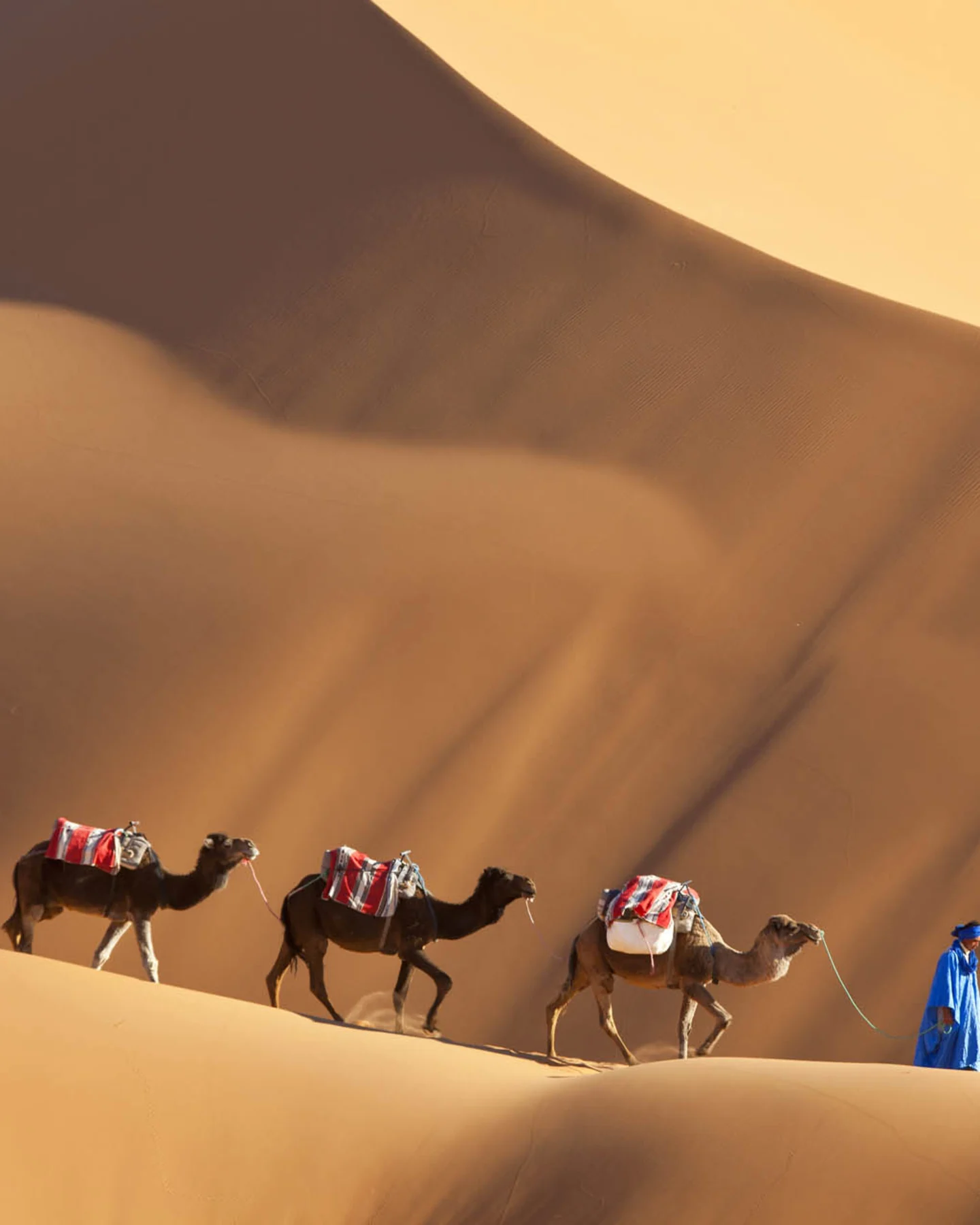 Camels in the Sahara Desert, luxury travel holiday to Morocco