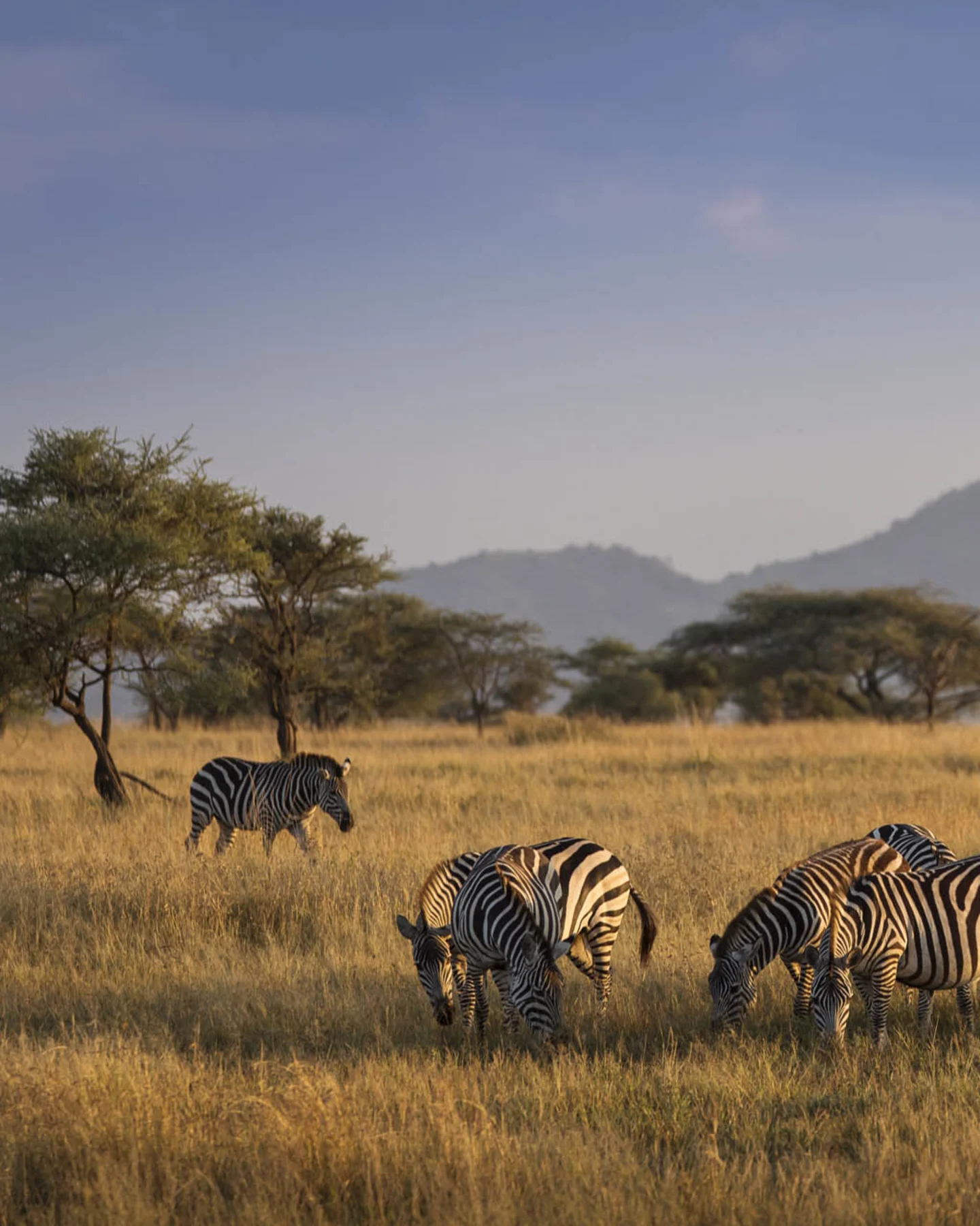 Luxury travel holiday game drive with zebras in Serengeti National Park, Tanzania