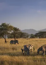 Luxury travel holiday game drive with zebras in Serengeti National Park, Tanzania