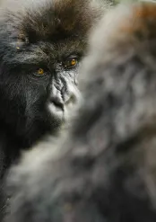 Mountain Gorillas spotted on a luxury travel gorilla trek in Rwanda.