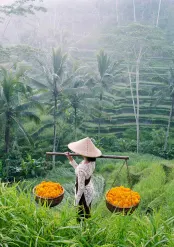 Rice fields in Ubud, luxury travel holiday, Bali, Indonesia