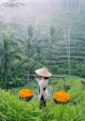 Rice fields in Ubud, luxury travel holiday, Bali, Indonesia 