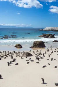 Luxury travel Penguins on Boulders Beach South Africa