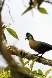 Bird spotting during a luxury travel holiday in Nyungwe National Park Rwanda