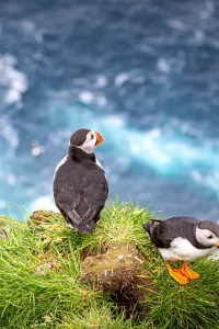Puffins, luxury travel holiday, Iceland
