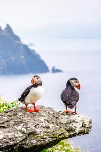Puffins, Skellig, luxury travel holiday, Ireland