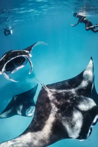 Manta Rays, luxury travel holiday, Maldives