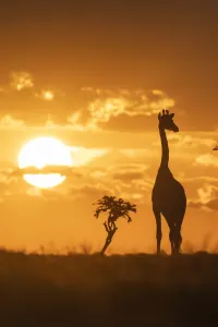 Giraffe, luxury travel holiday, Namibia